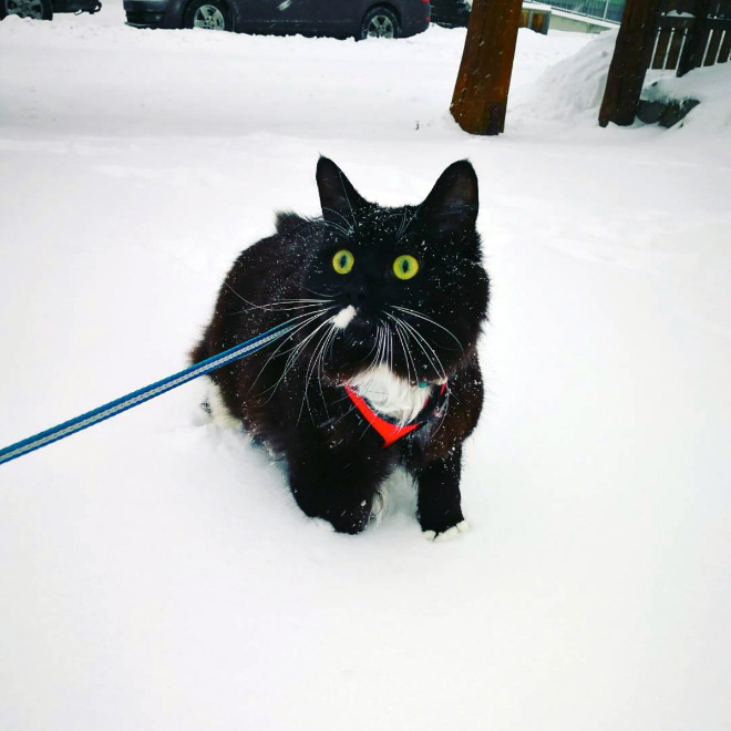 Cat meeting snow for the first time ever.