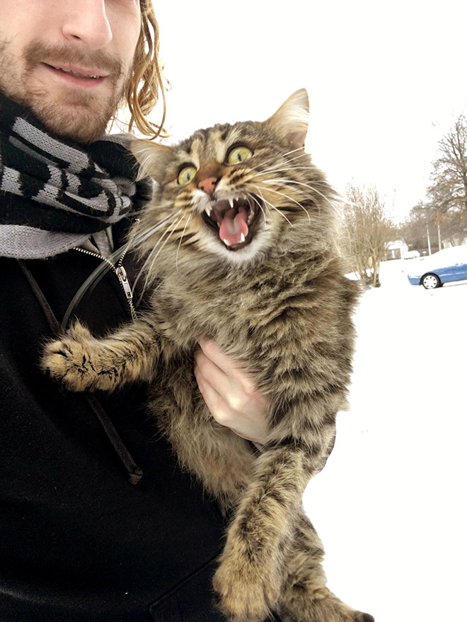 Cat meeting snow for the first time ever.