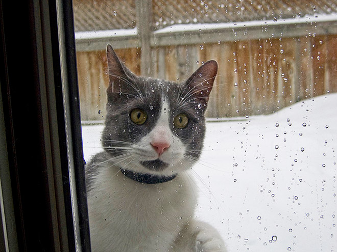 Cat meeting snow for the first time ever.