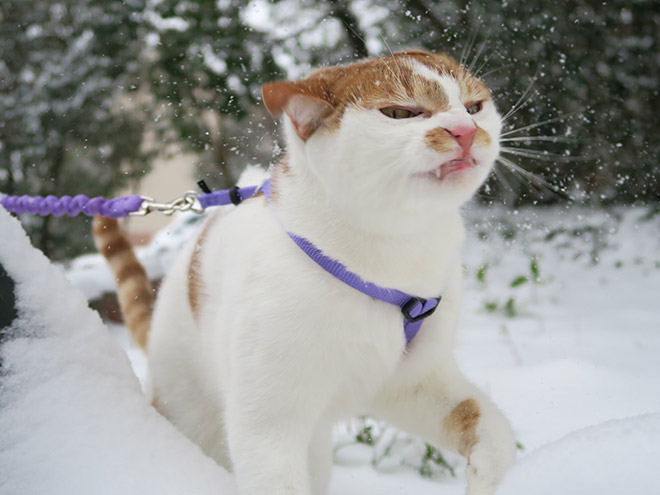 Cat meeting snow for the first time ever.