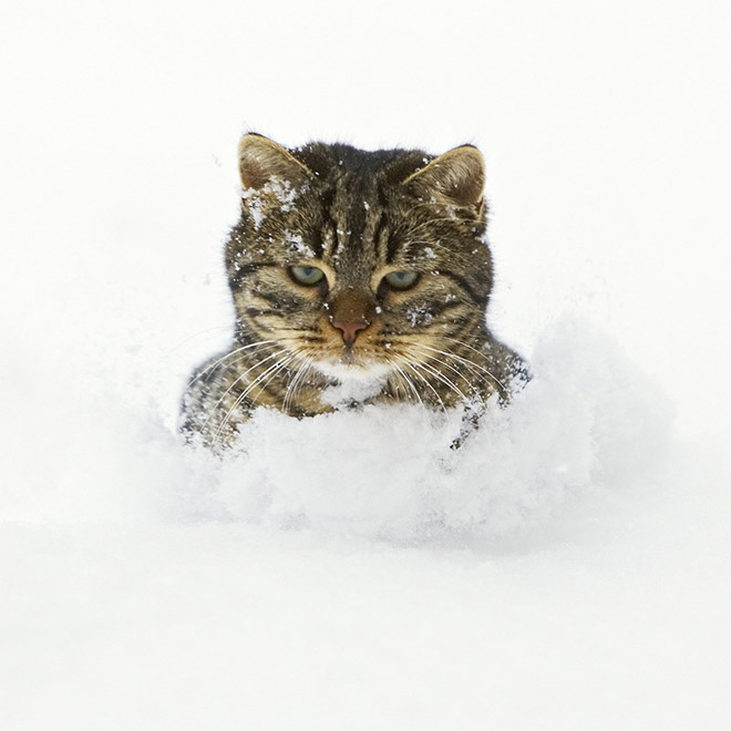 Cat meeting snow for the first time ever.