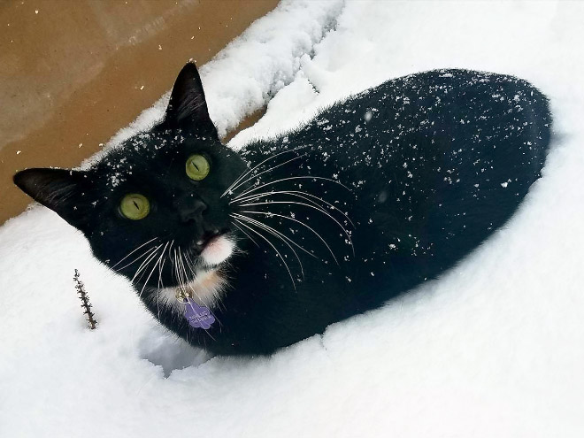 Cat meeting snow for the first time ever.