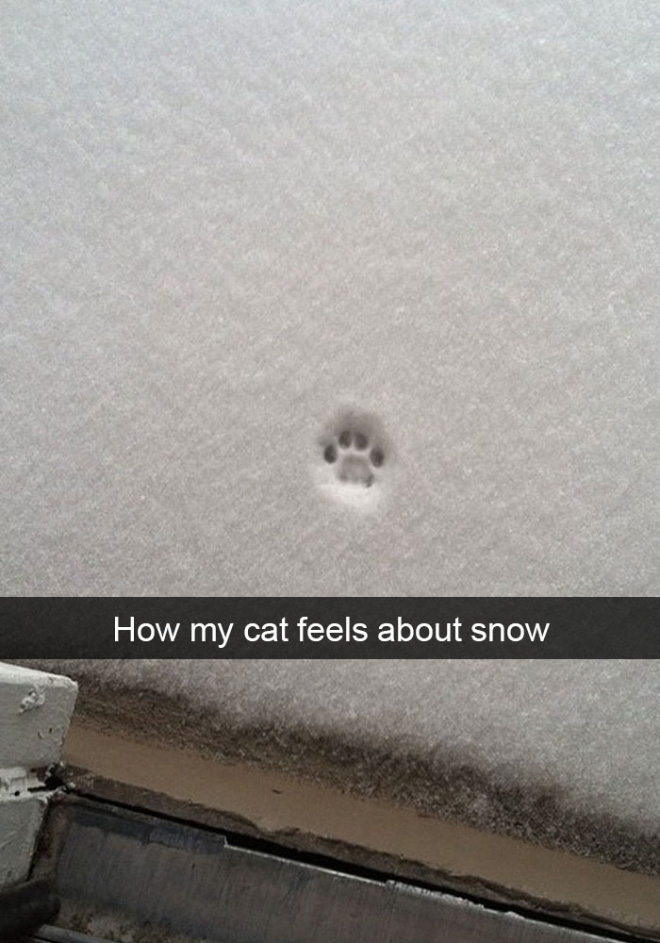 Cat meeting snow for the first time ever.