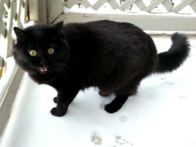 Cat meeting snow for the first time ever.