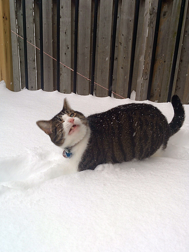 Cat meeting snow for the first time ever.