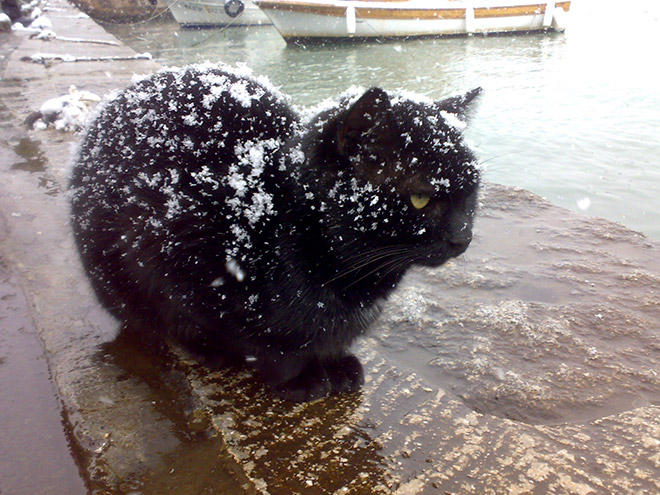 Cat meeting snow for the first time ever.