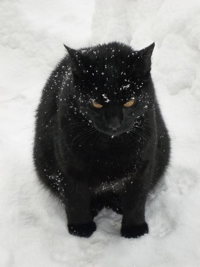 Cat meeting snow for the first time ever.