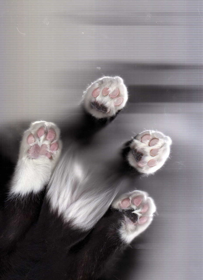 Catscan.