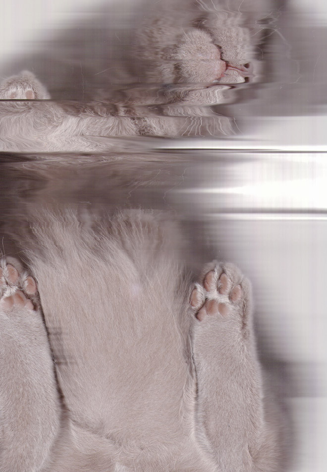 Catscan.