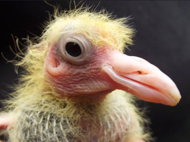 Baby pigeon.