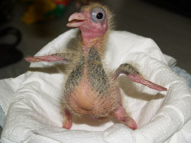 Baby pigeon.