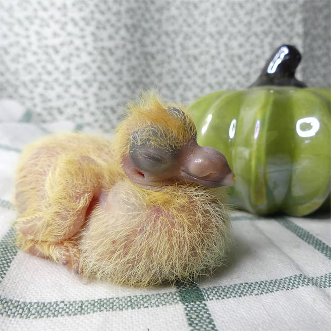 Baby pigeon.