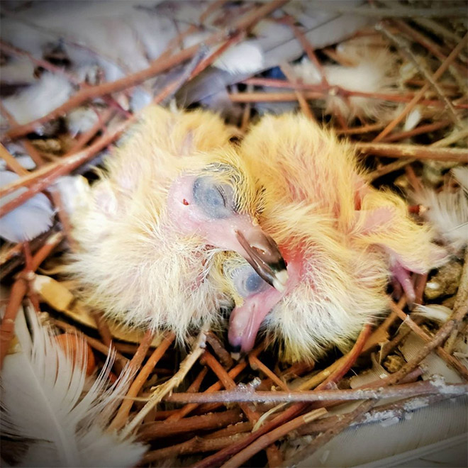 Baby pigeons.