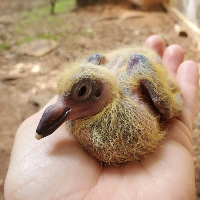 Baby pigeon.