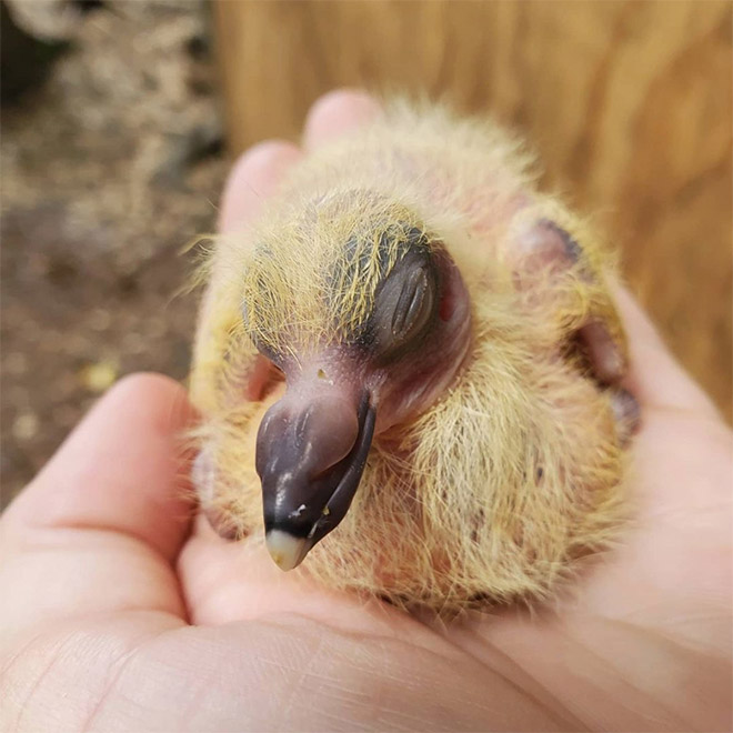 Baby pigeon.