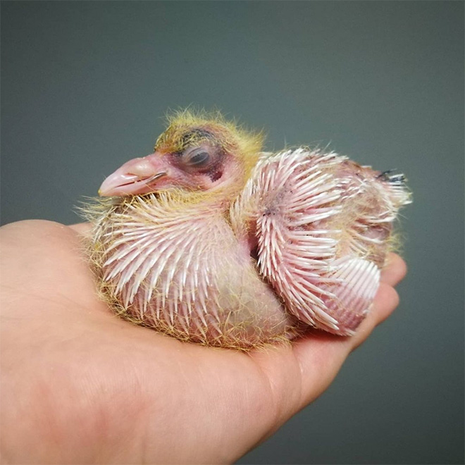 Baby pigeon.