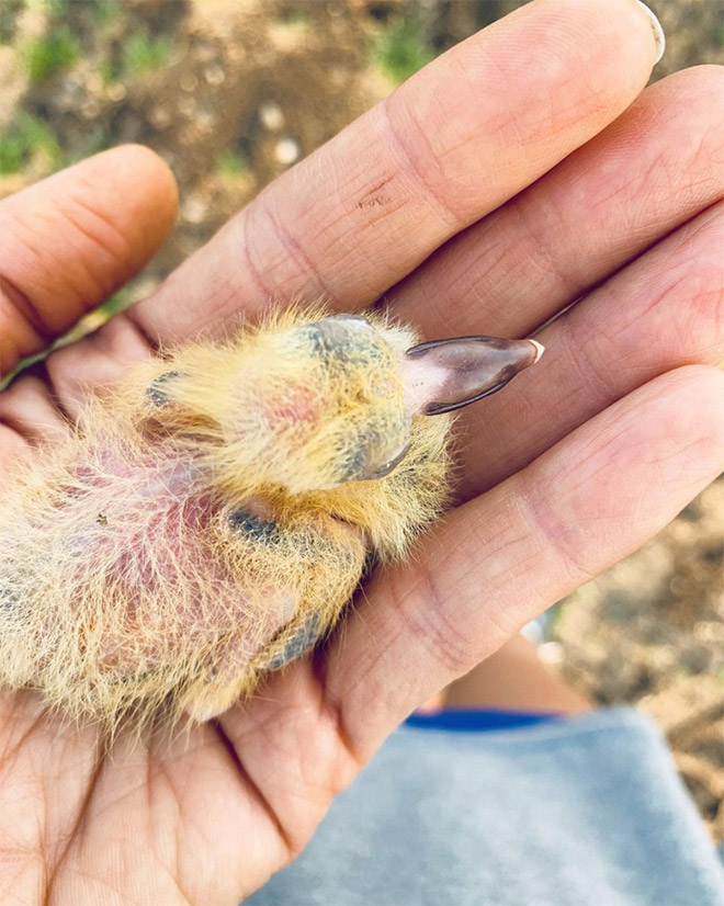 Baby pigeon.