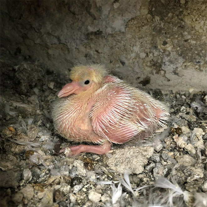 Baby pigeon.