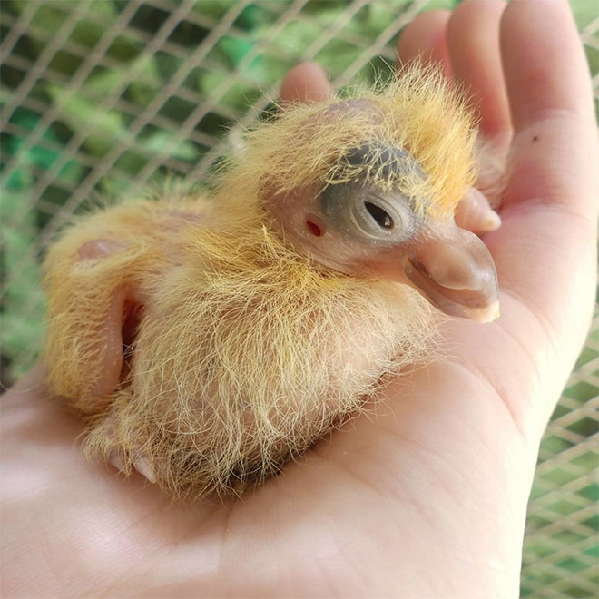 Baby pigeon.