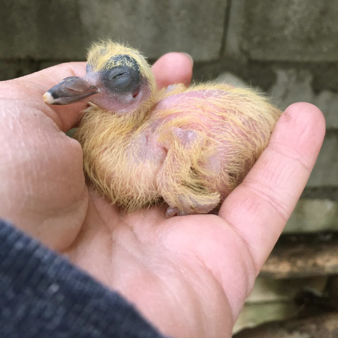 Baby pigeon.