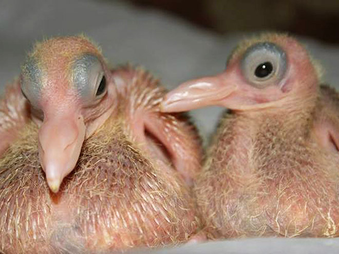 Baby pigeons.