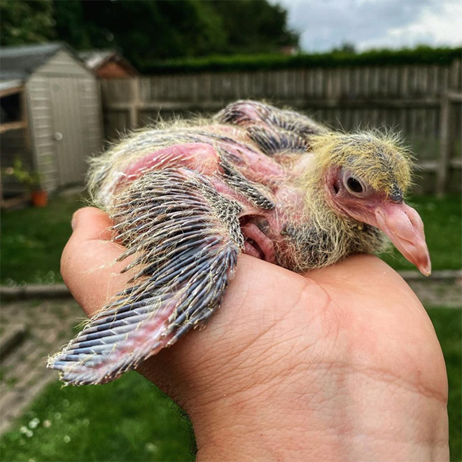 Baby pigeon.