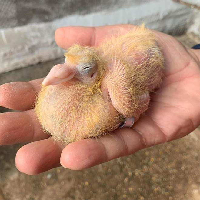 Baby pigeon.