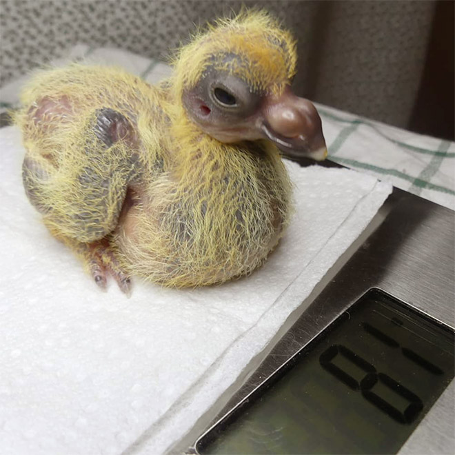 Baby pigeon.