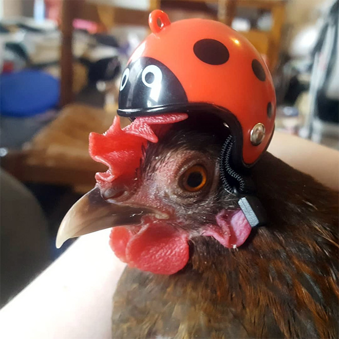 Chicken helmet.