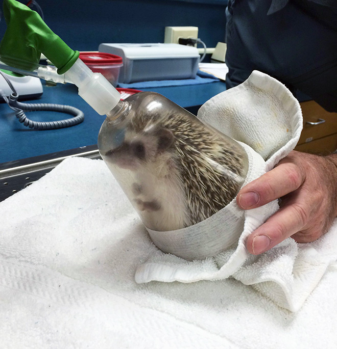 Hedgehog anesthesia.