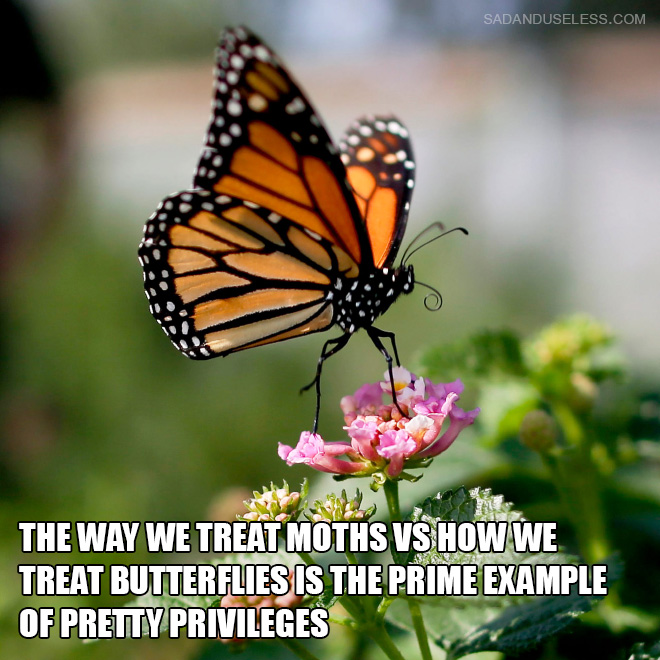  The way we treat moths vs how we treat butterflies is the prime example of pretty privileges.