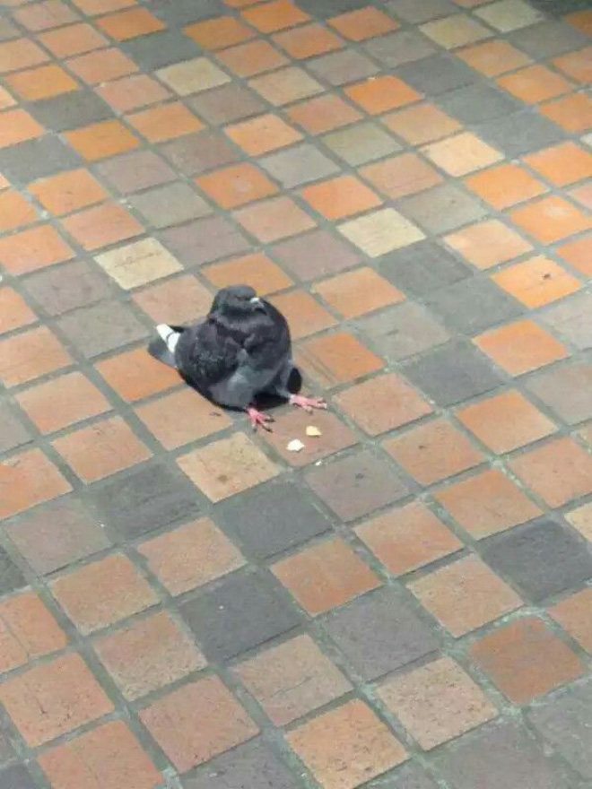 Sitting pigeon.