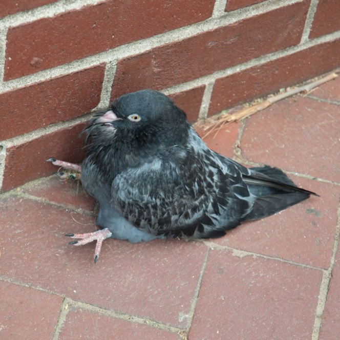 Sitting pigeon.