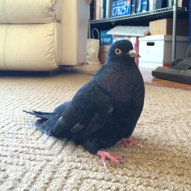 Sitting pigeon.