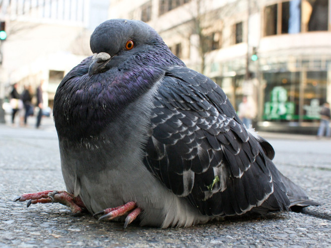 Sitting pigeon.