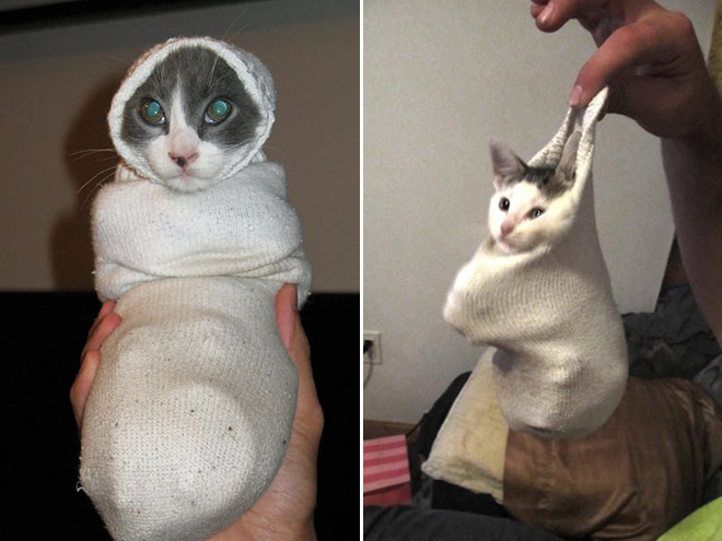 Cat in a sock.