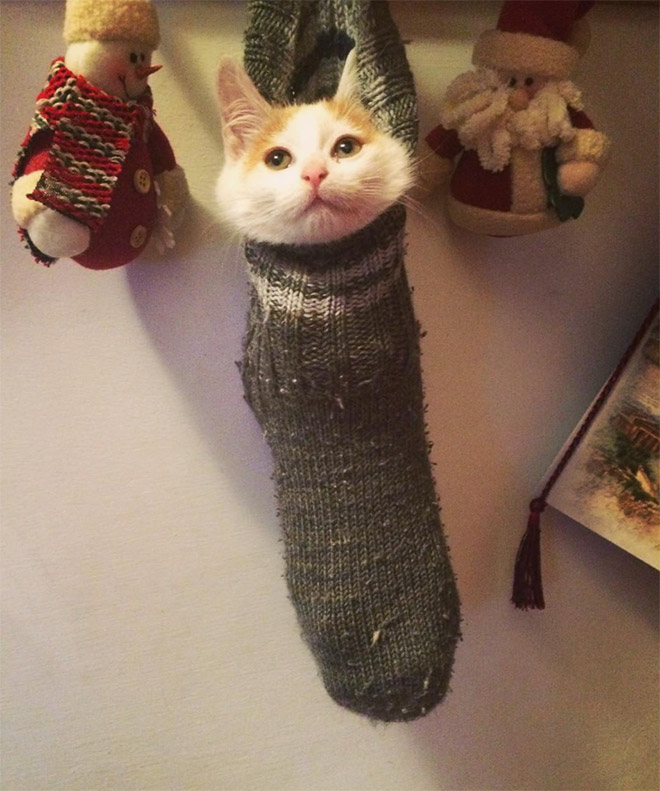 Cat in a sock.