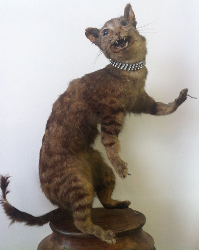 Cat taxidermy fail.