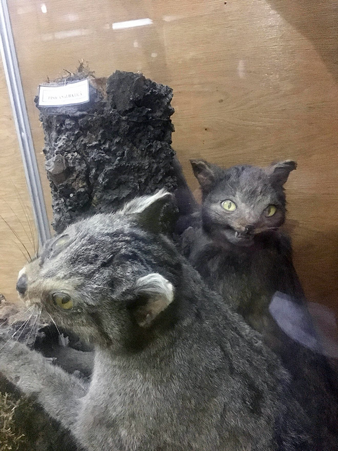 Cat taxidermy fail.