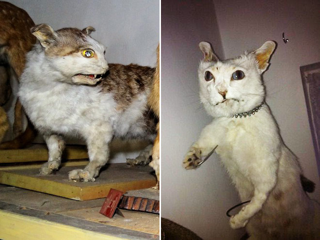 white taxidermy cat meme