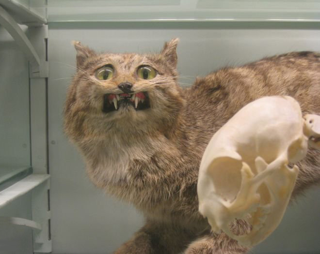 Cat taxidermy fail.