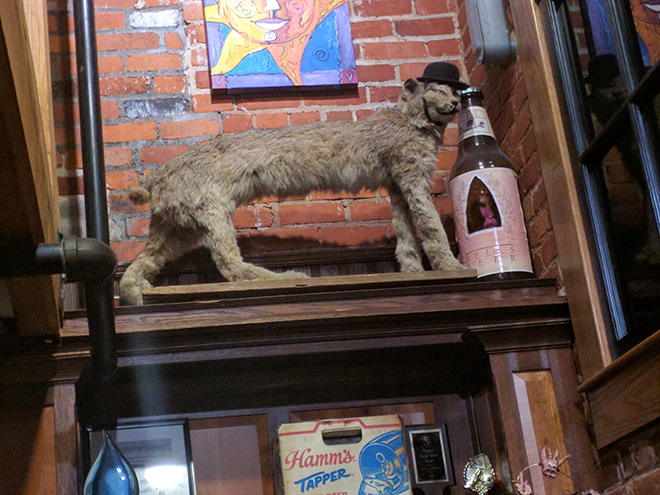 Cat taxidermy fail.