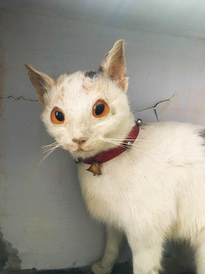 Cat taxidermy fail.