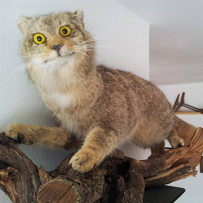 Cat taxidermy fail.