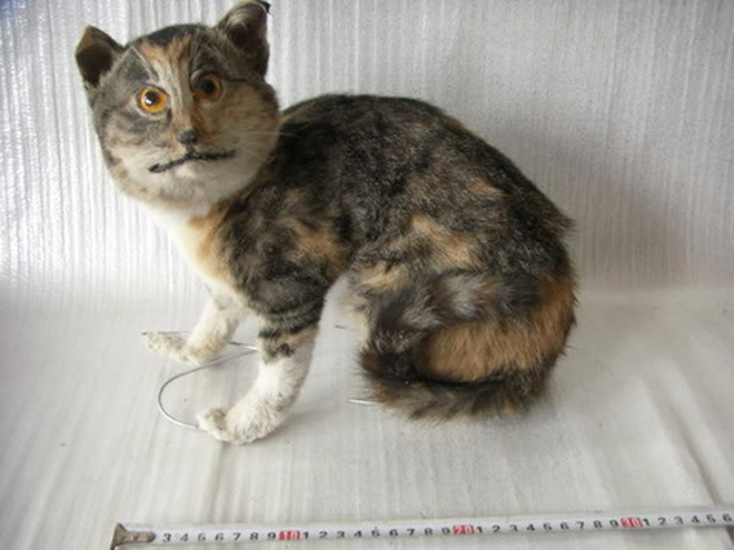 Cat taxidermy fail.