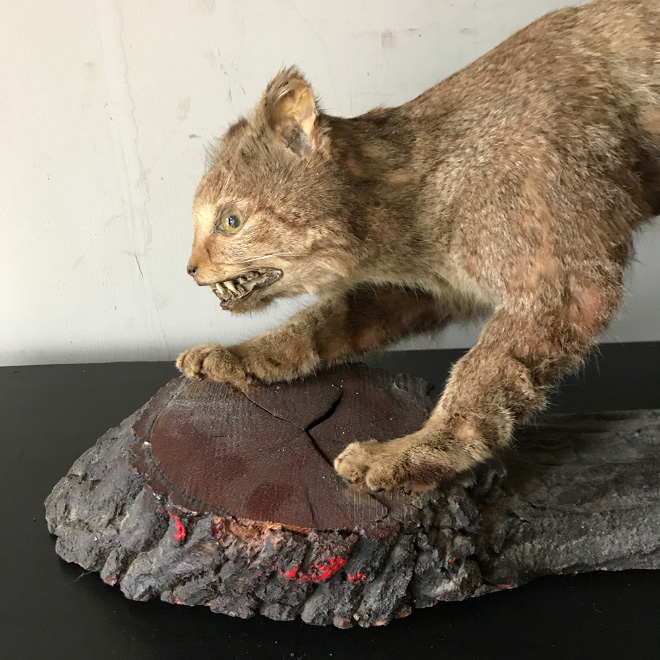 Cat taxidermy fail.