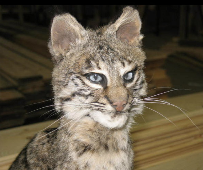 Cat taxidermy fail.