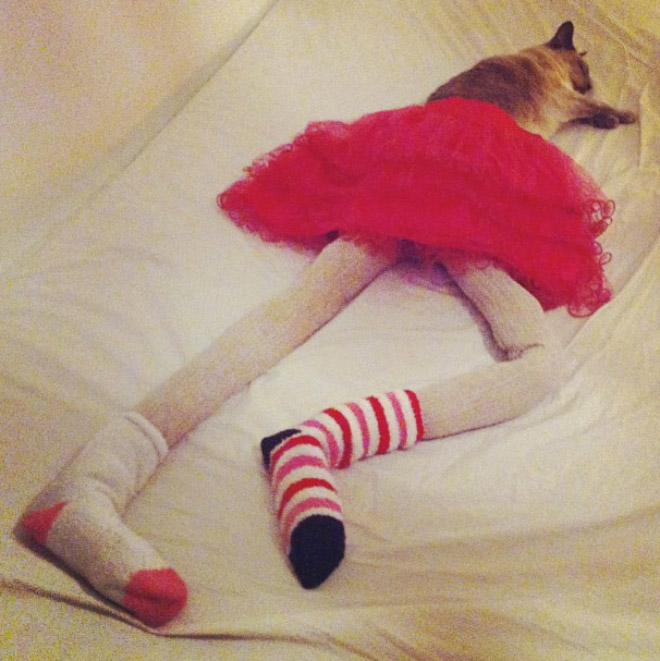 Cat in tights.