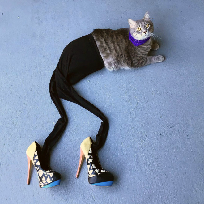 Cat in tights.