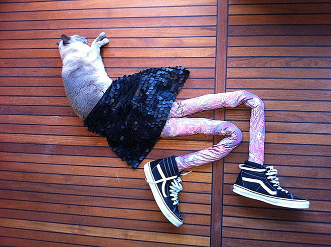 Cat in tights.